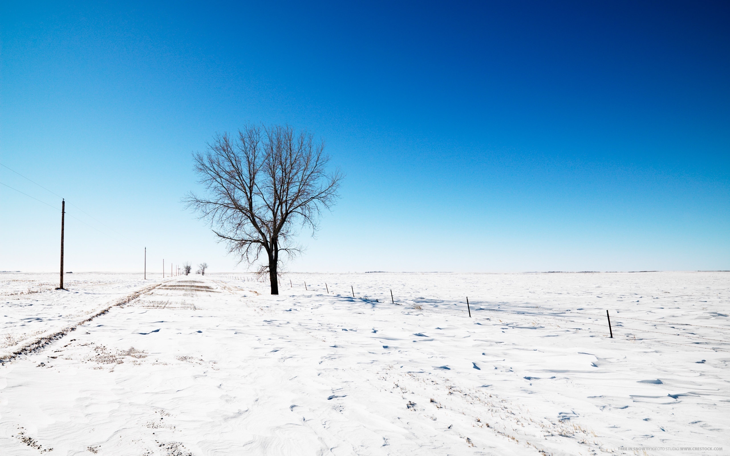 Lonely Tree on Winter for 2560 x 1600 widescreen resolution