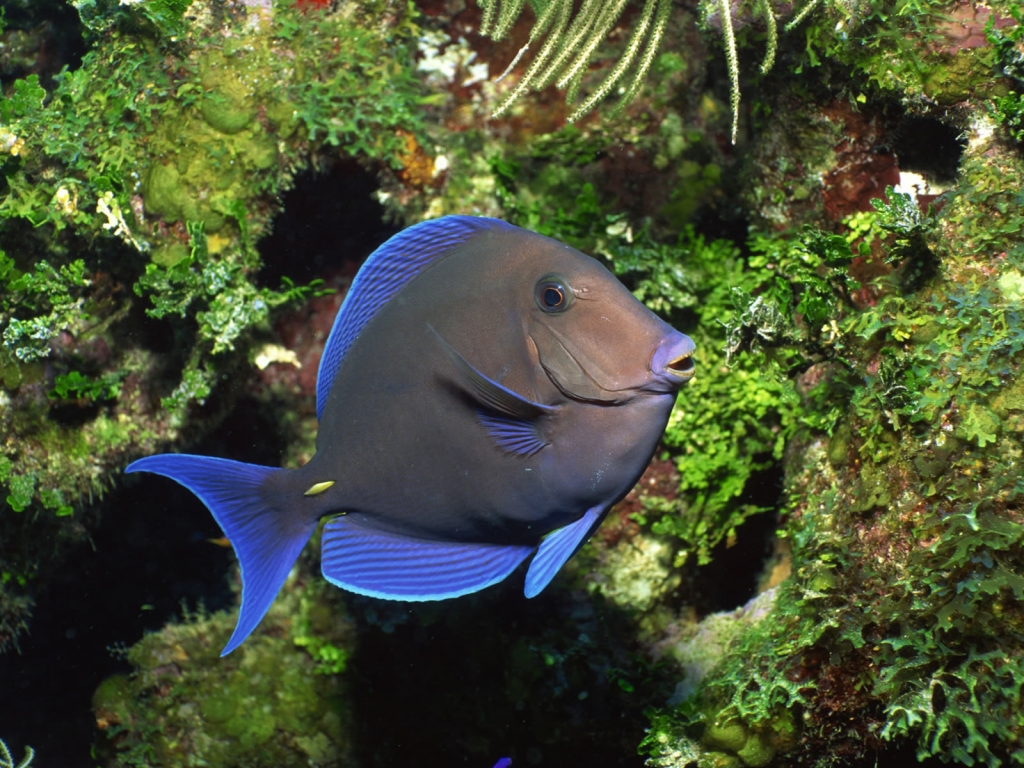 Lonly Fish Underwater for 1024 x 768 resolution