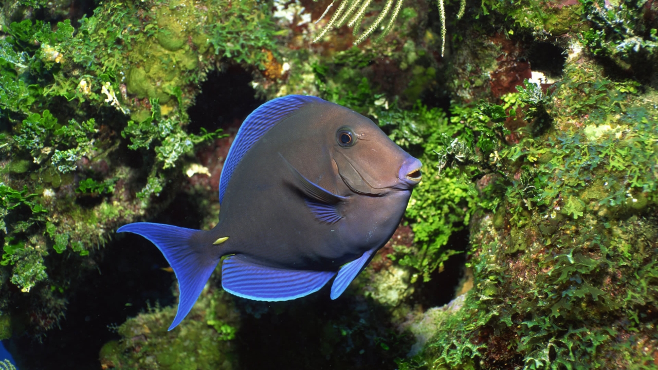 Lonly Fish Underwater for 1280 x 720 HDTV 720p resolution