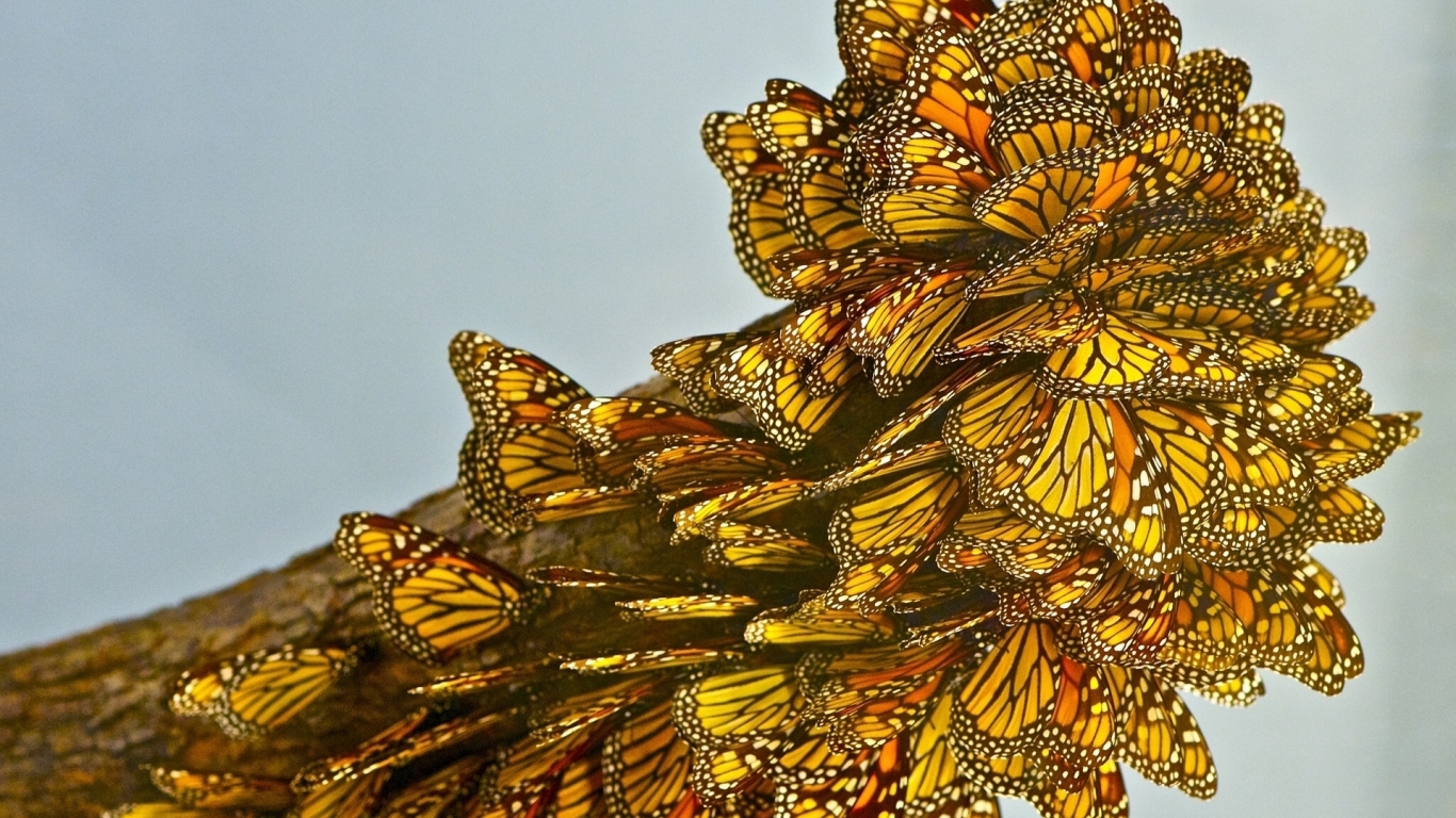 Lots of Butterflies for 1366 x 768 HDTV resolution