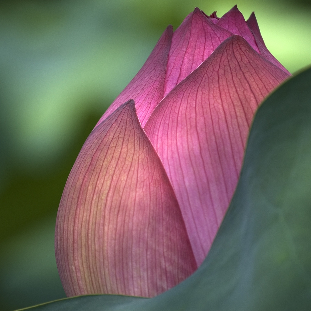 Lotus Flower for 1024 x 1024 iPad resolution