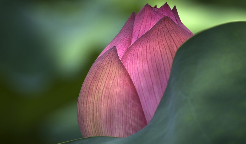 Lotus Flower for 1024 x 600 widescreen resolution