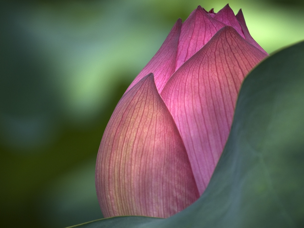 Lotus Flower for 1024 x 768 resolution
