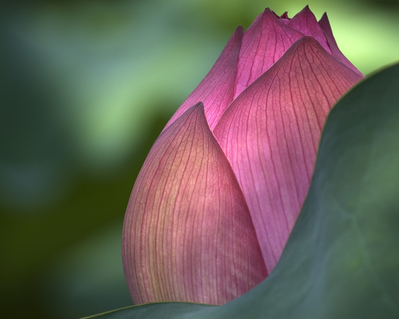 Lotus Flower for 1280 x 1024 resolution