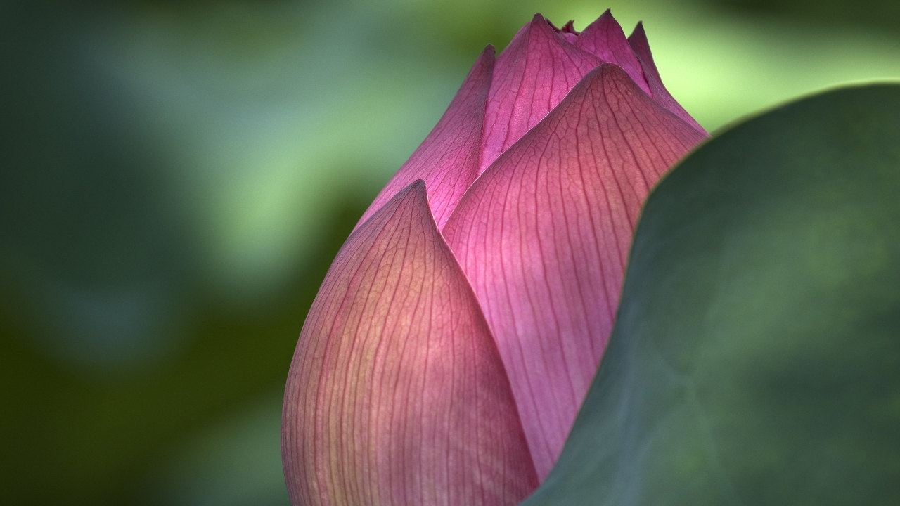 Lotus Flower for 1280 x 720 HDTV 720p resolution