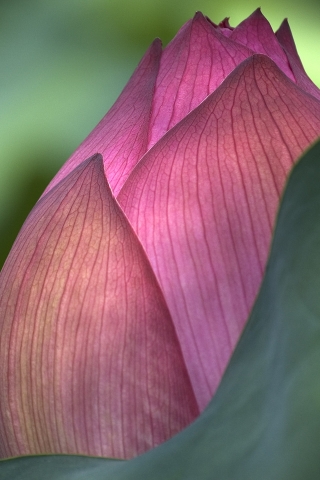 Lotus Flower for 320 x 480 iPhone resolution