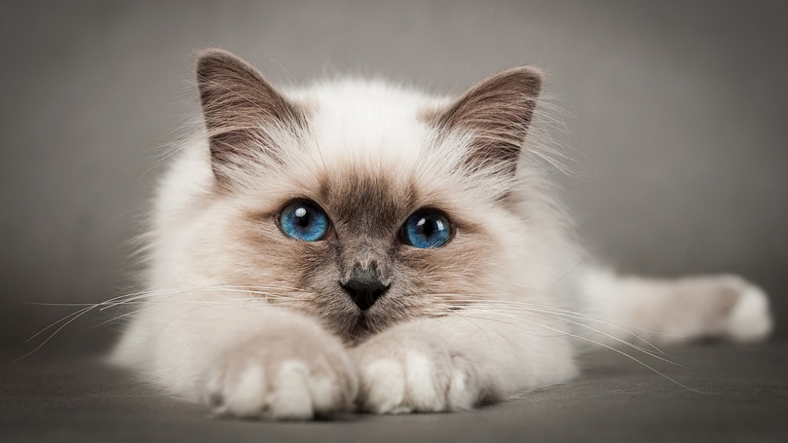 Lovable Birman Cat for 1600 x 900 HDTV resolution