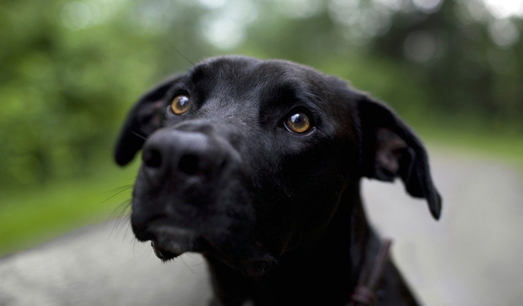 Lovely black dog for 1024 x 600 widescreen resolution