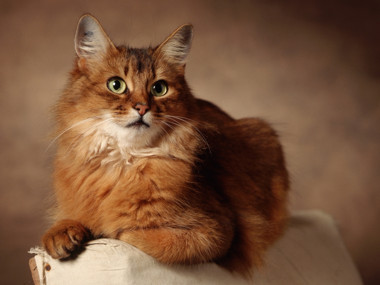 Lovely Cat for 1280 x 960 resolution