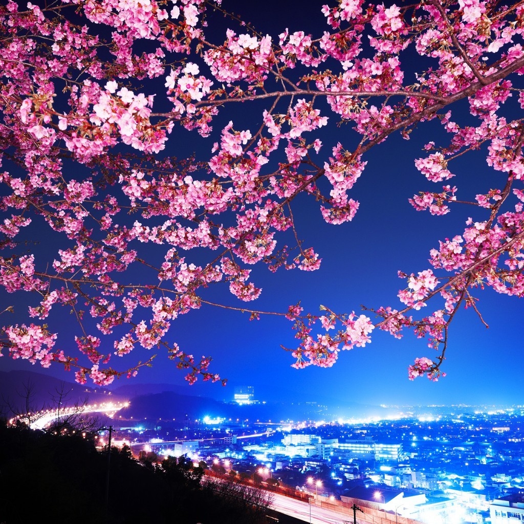 Lovely Cherry Blossom for 1024 x 1024 iPad resolution