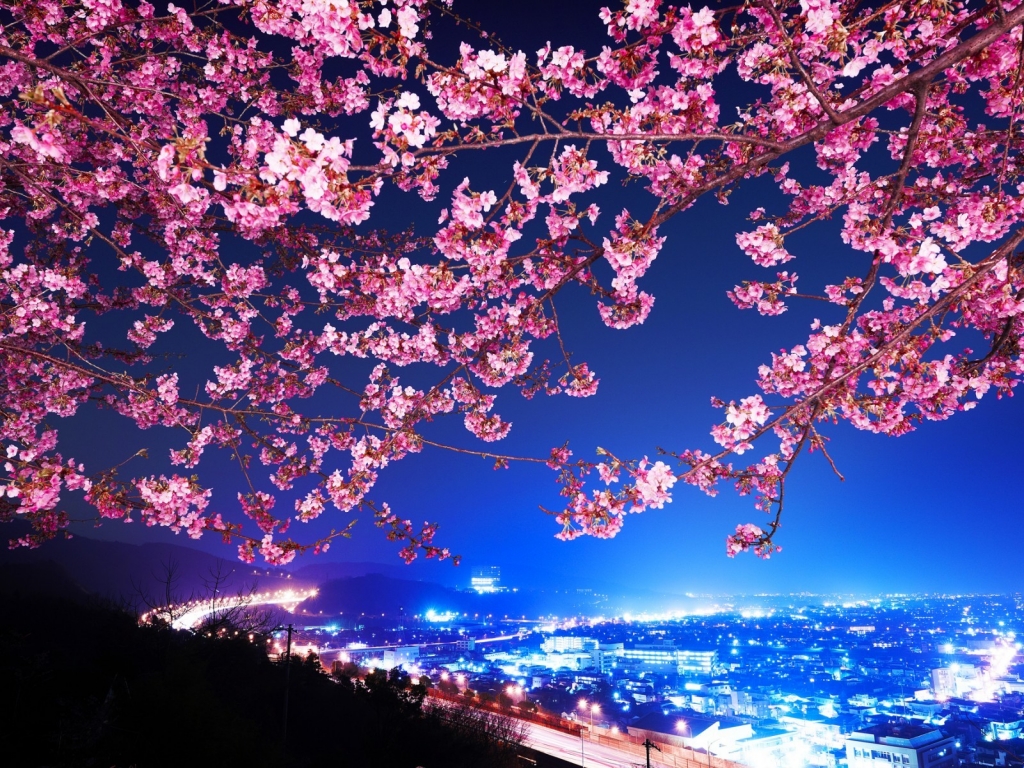 Lovely Cherry Blossom for 1024 x 768 resolution