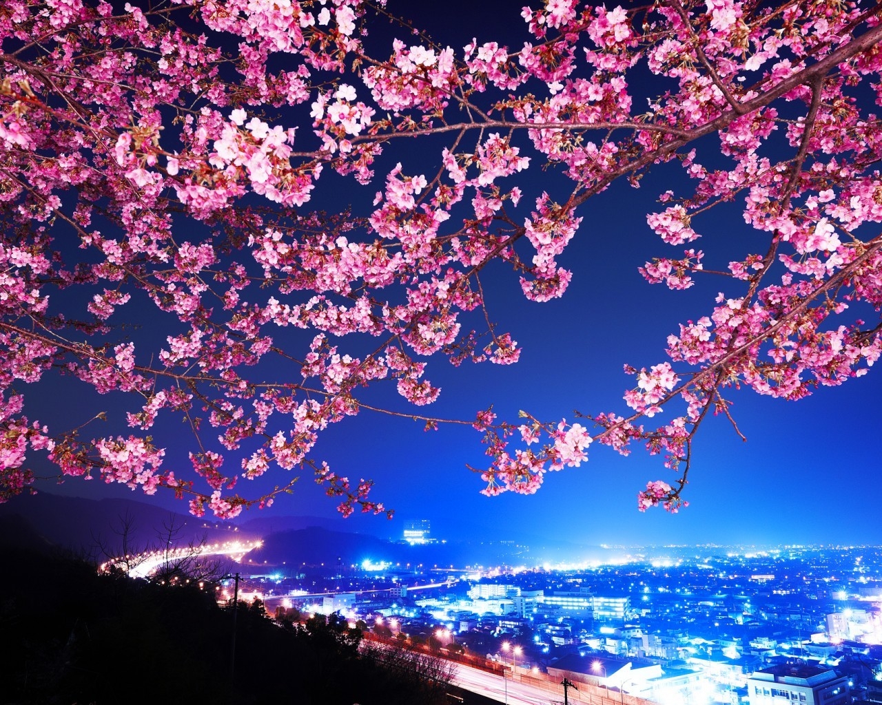 Lovely Cherry Blossom for 1280 x 1024 resolution