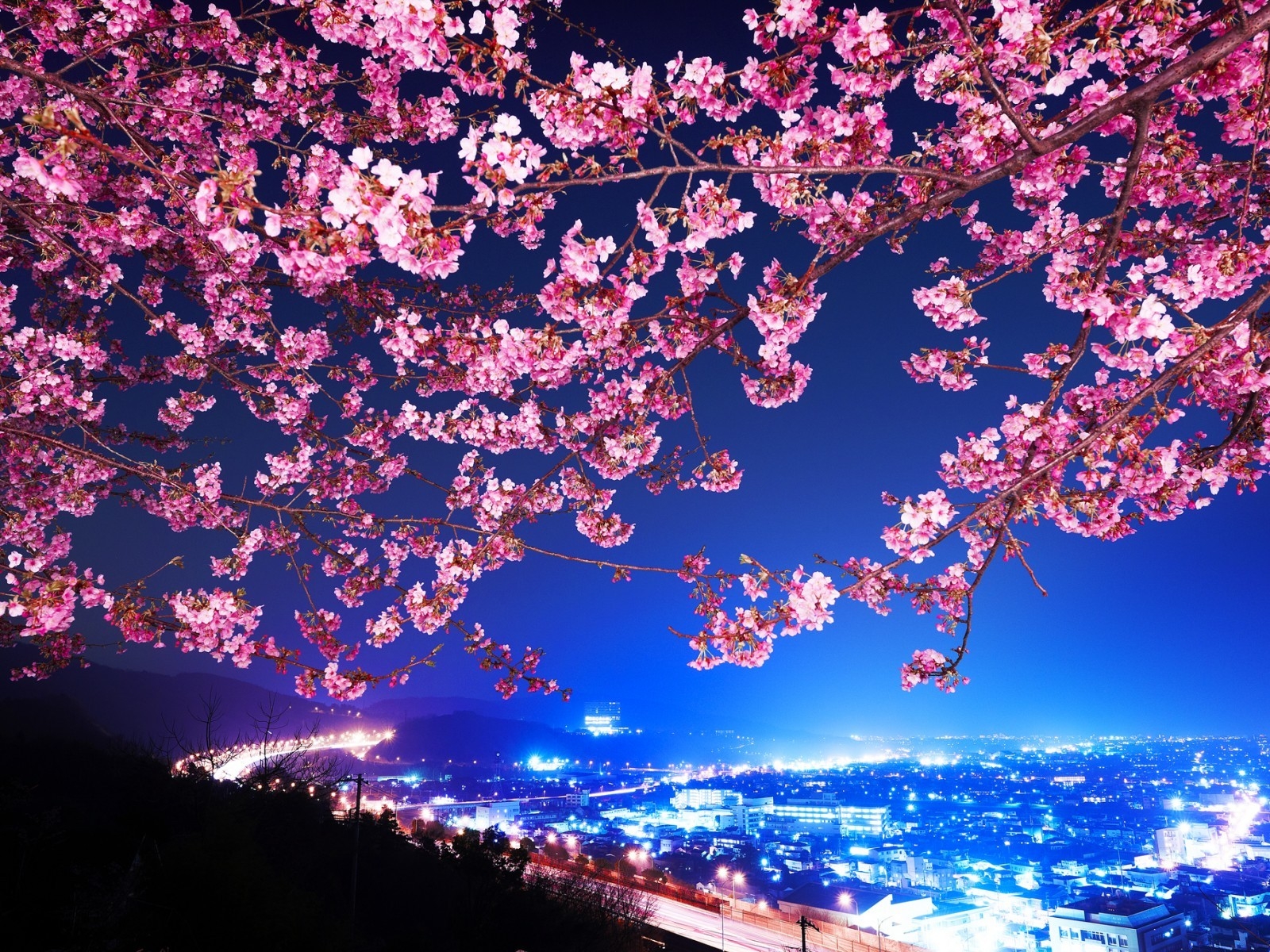 Lovely Cherry Blossom for 1600 x 1200 resolution