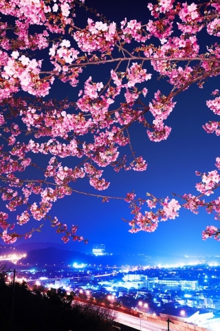 Lovely Cherry Blossom for 320 x 480 iPhone resolution