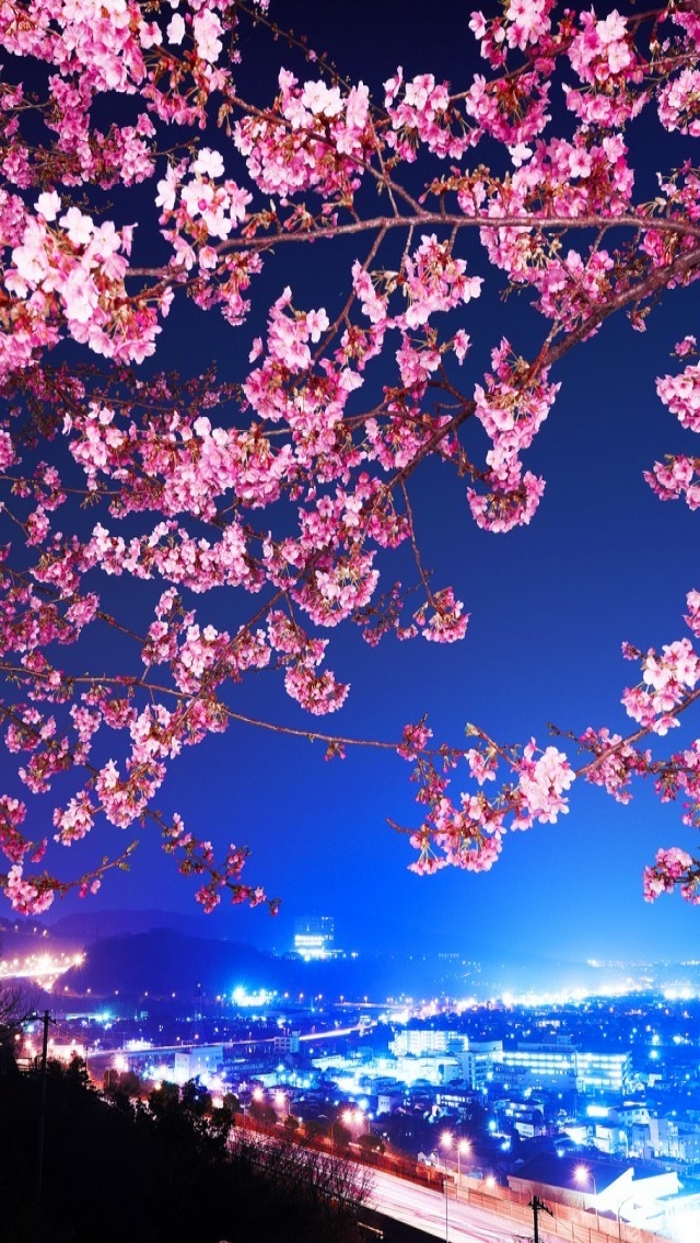 Lovely Cherry Blossom for 640 x 1136 iPhone 5 resolution