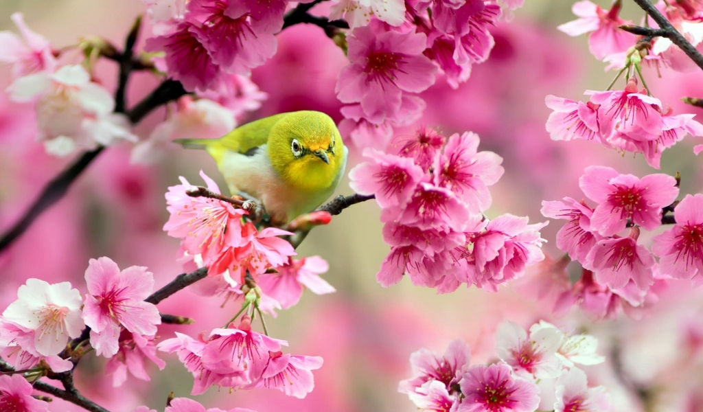 Lovely Japanese White-eye Bird for 1024 x 600 widescreen resolution