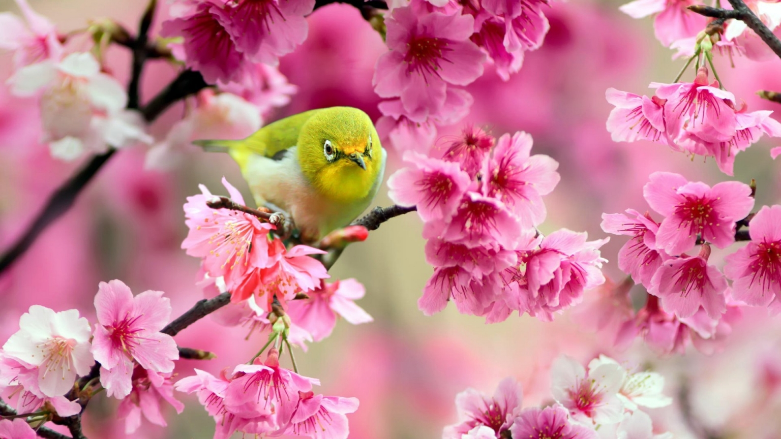 Lovely Japanese White-eye Bird for 1536 x 864 HDTV resolution