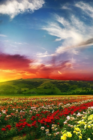 Lovely Nature Landscape for 320 x 480 iPhone resolution
