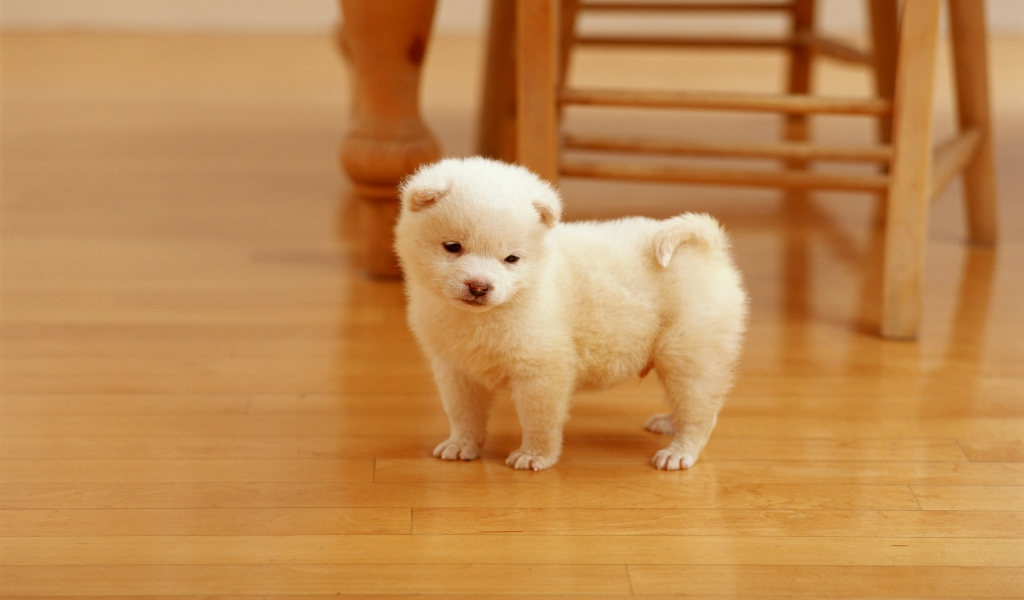 Lovely Puppy for 1024 x 600 widescreen resolution