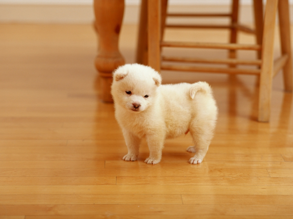 Lovely Puppy for 1024 x 768 resolution
