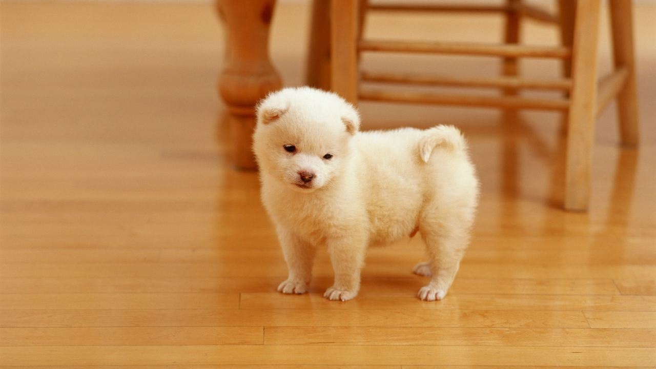 Lovely Puppy for 1280 x 720 HDTV 720p resolution