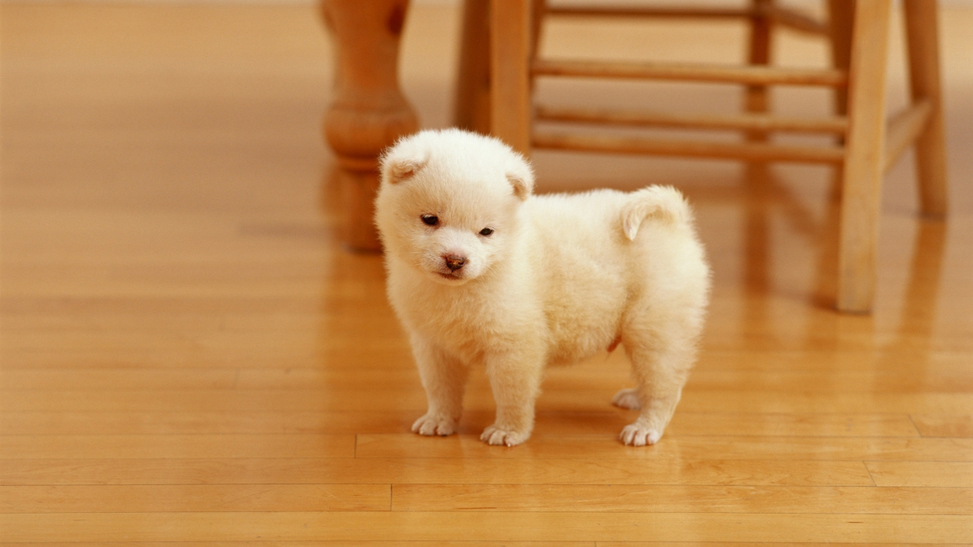 Lovely Puppy for 1366 x 768 HDTV resolution