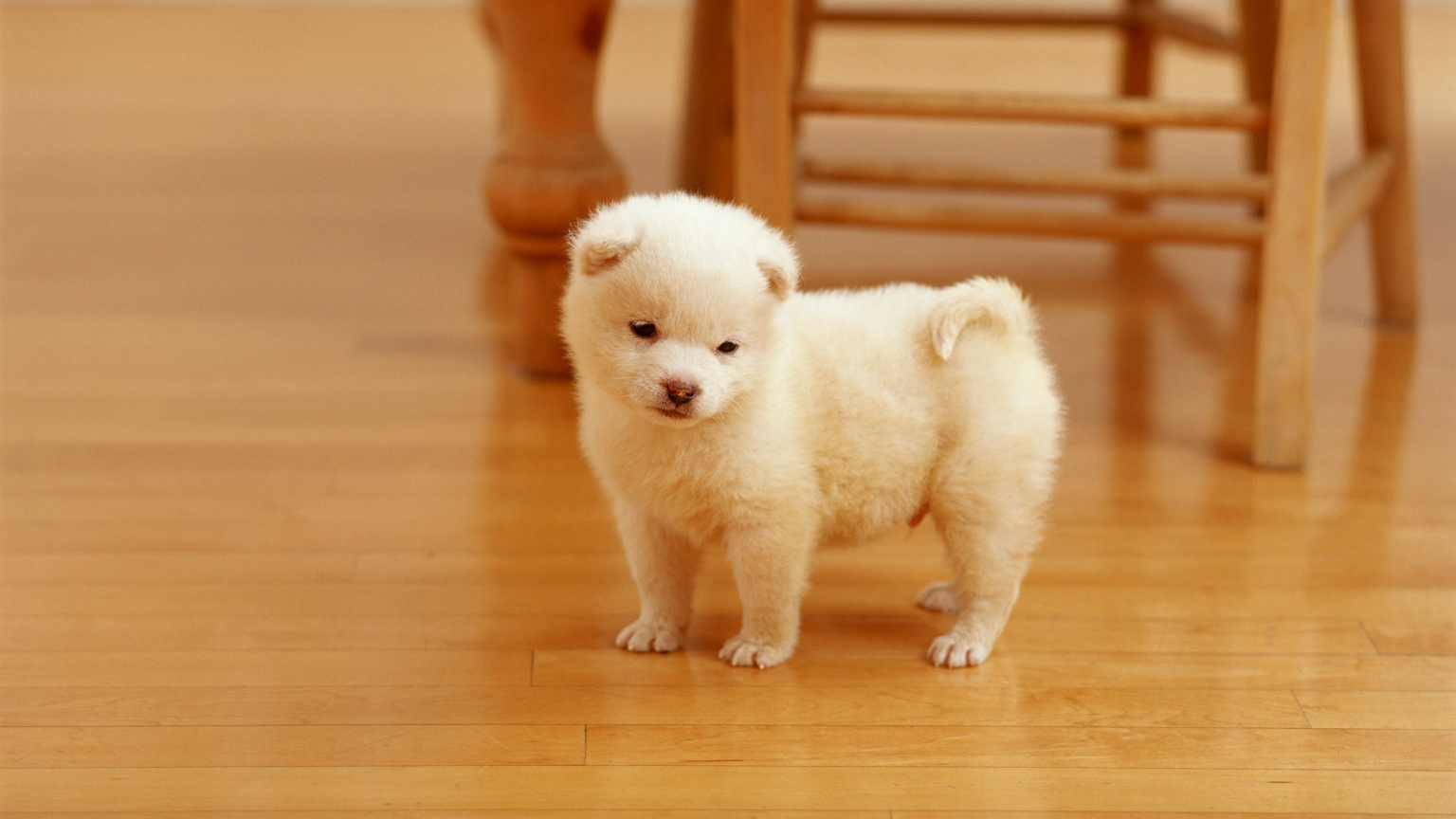 Lovely Puppy for 1536 x 864 HDTV resolution