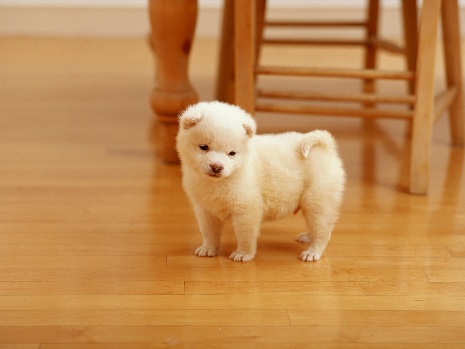 Lovely Puppy for 1600 x 1200 resolution