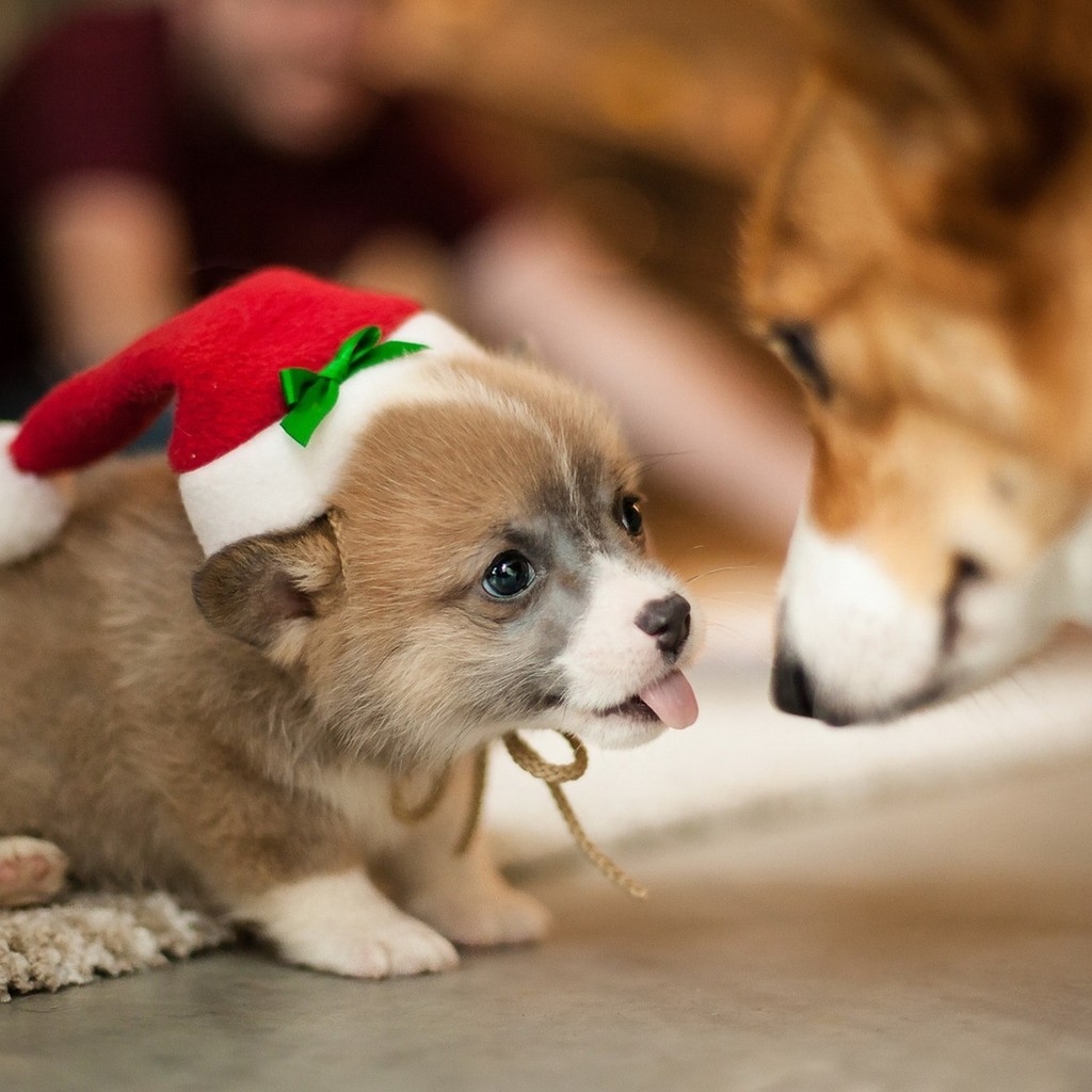 Lovely Puppy Santa  for 1024 x 1024 iPad resolution
