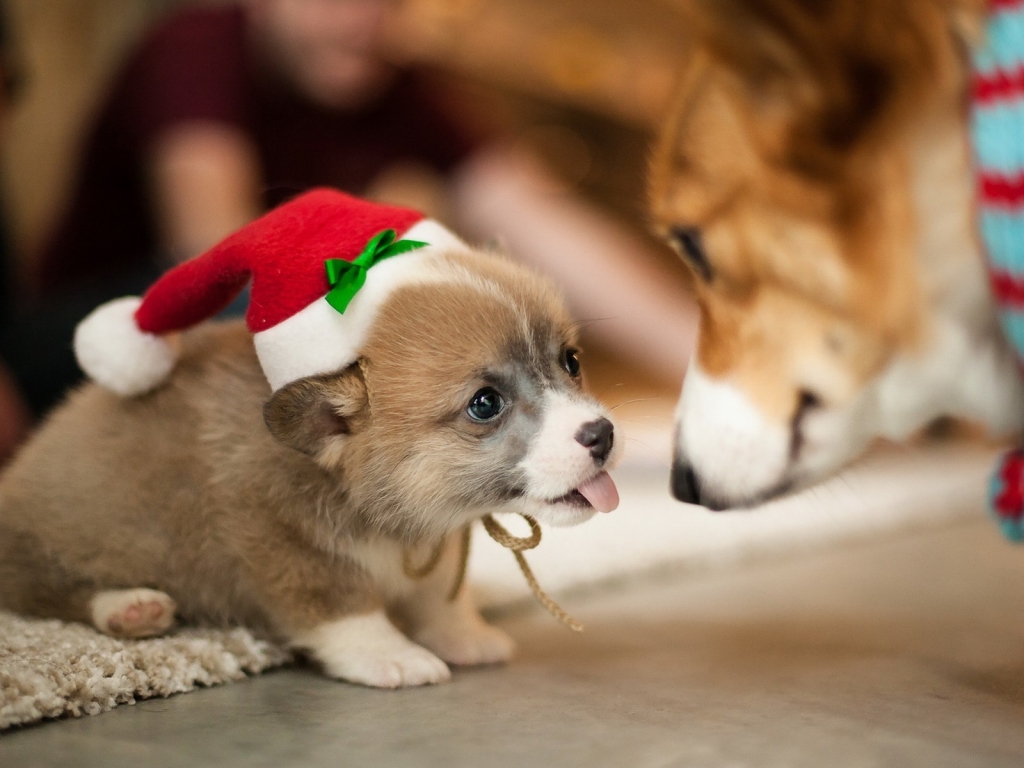 Lovely Puppy Santa  for 1024 x 768 resolution