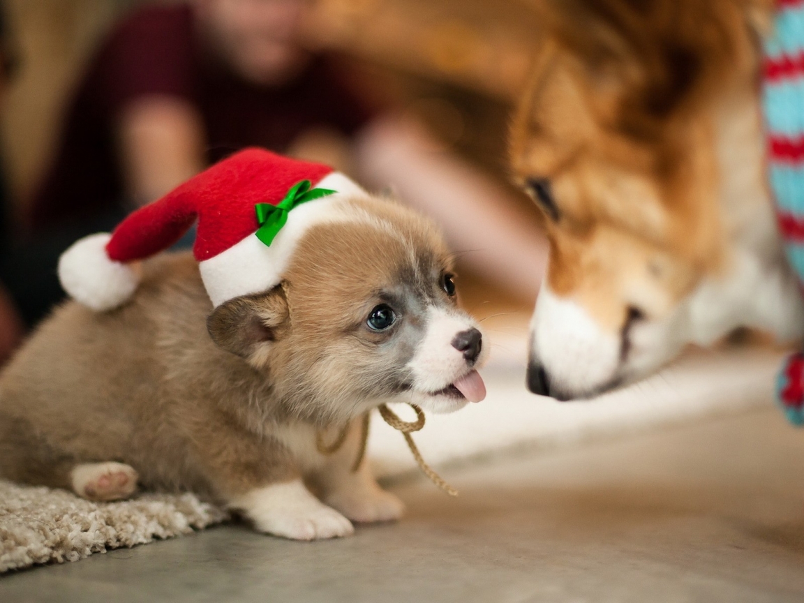 Lovely Puppy Santa  for 1152 x 864 resolution
