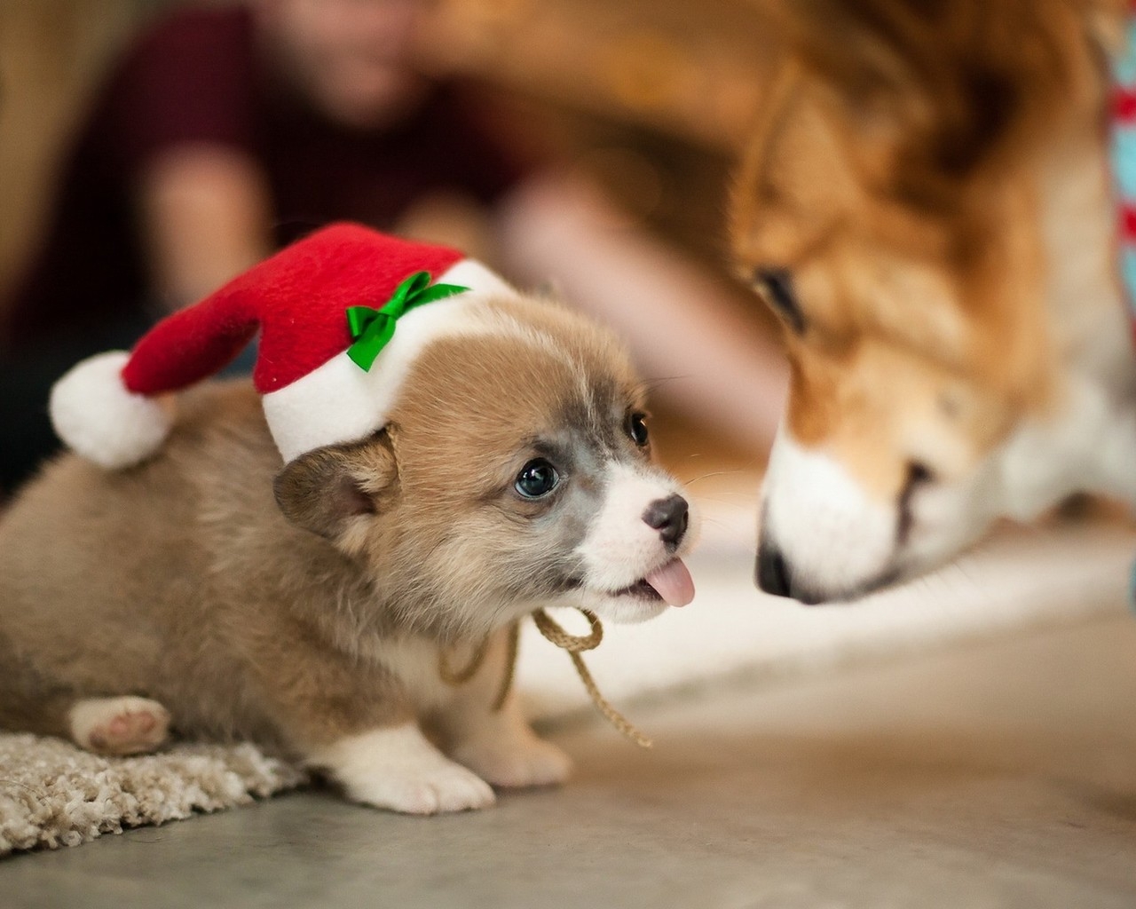 Lovely Puppy Santa  for 1280 x 1024 resolution