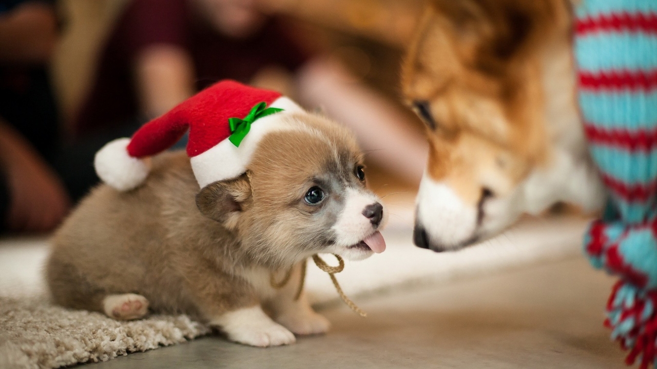 Lovely Puppy Santa  for 1280 x 720 HDTV 720p resolution