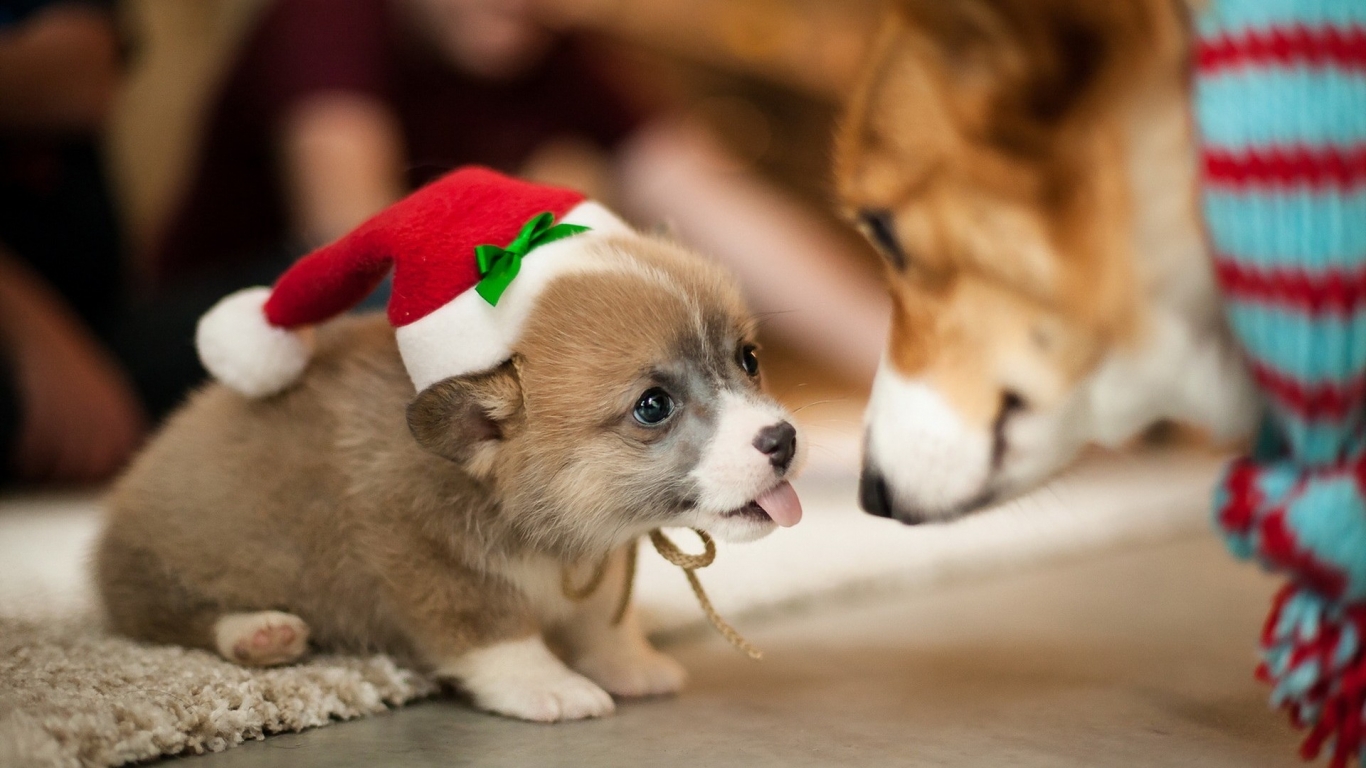 Lovely Puppy Santa  for 1366 x 768 HDTV resolution
