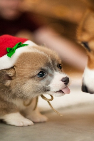 Lovely Puppy Santa  for 320 x 480 iPhone resolution