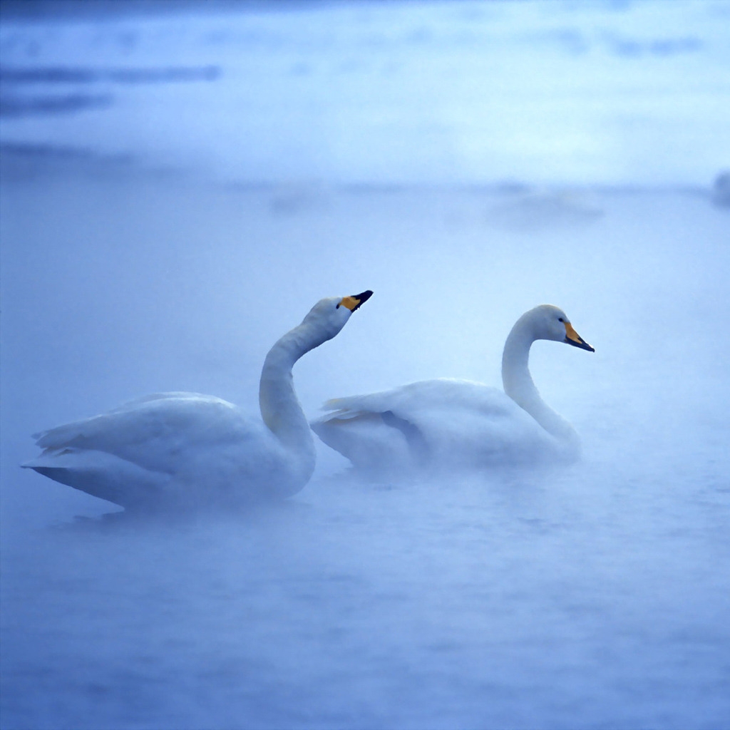 Lovely Swans for 1024 x 1024 iPad resolution