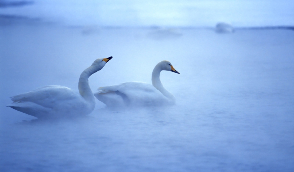 Lovely Swans for 1024 x 600 widescreen resolution