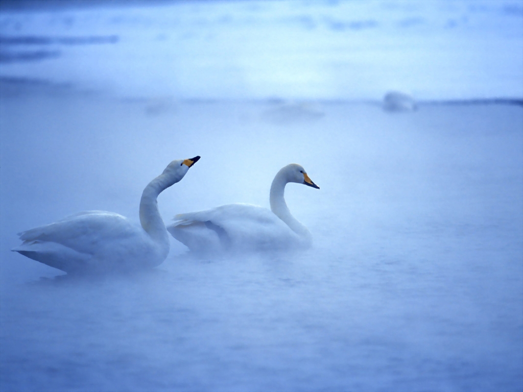 Lovely Swans for 1024 x 768 resolution