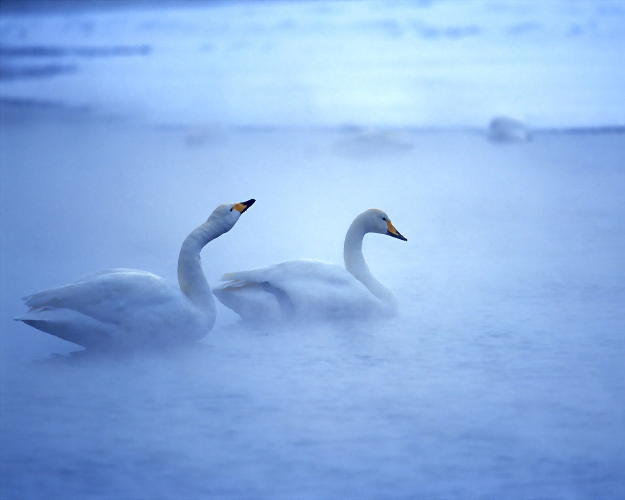 Lovely Swans for 1280 x 1024 resolution