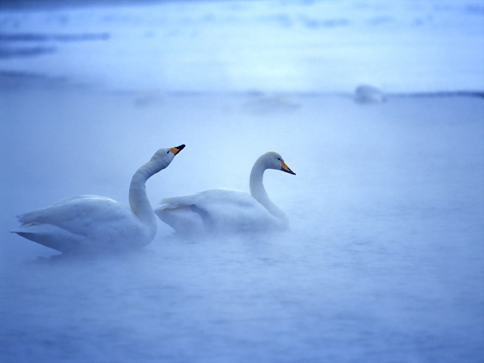 Lovely Swans for 1600 x 1200 resolution
