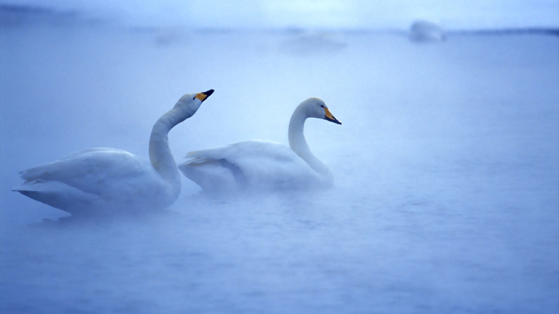 Lovely Swans for 1920 x 1080 HDTV 1080p resolution
