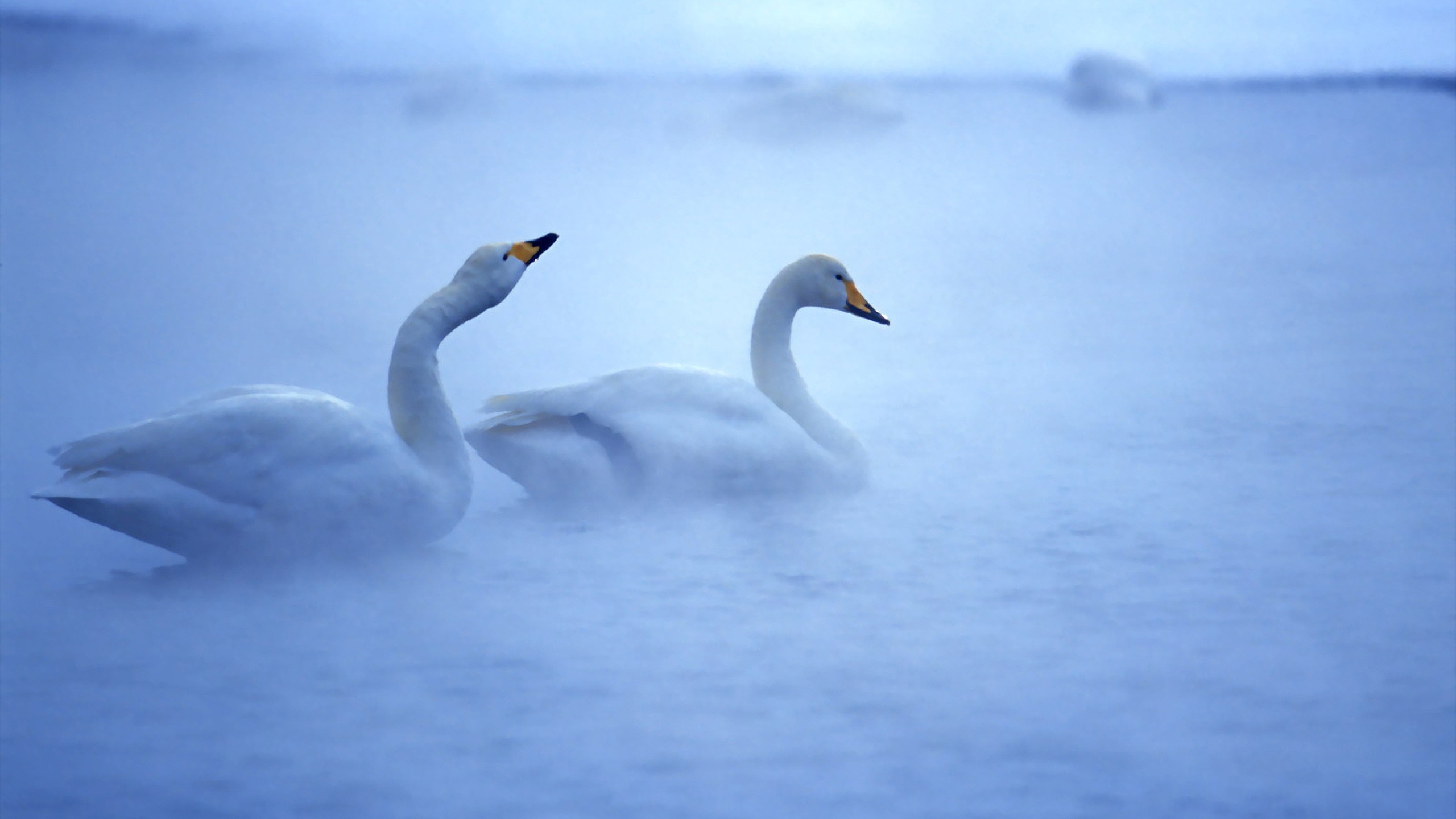 Lovely Swans for 2560x1440 HDTV resolution