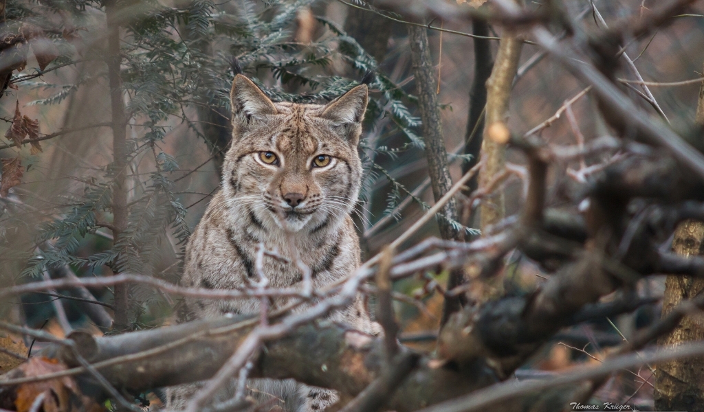 Lynx  for 1024 x 600 widescreen resolution