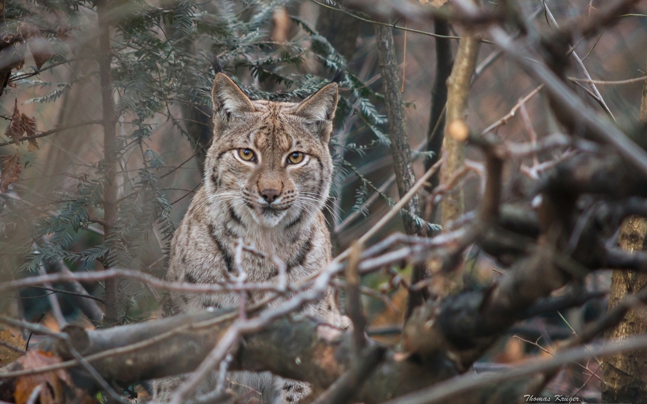 Lynx  for 1280 x 800 widescreen resolution