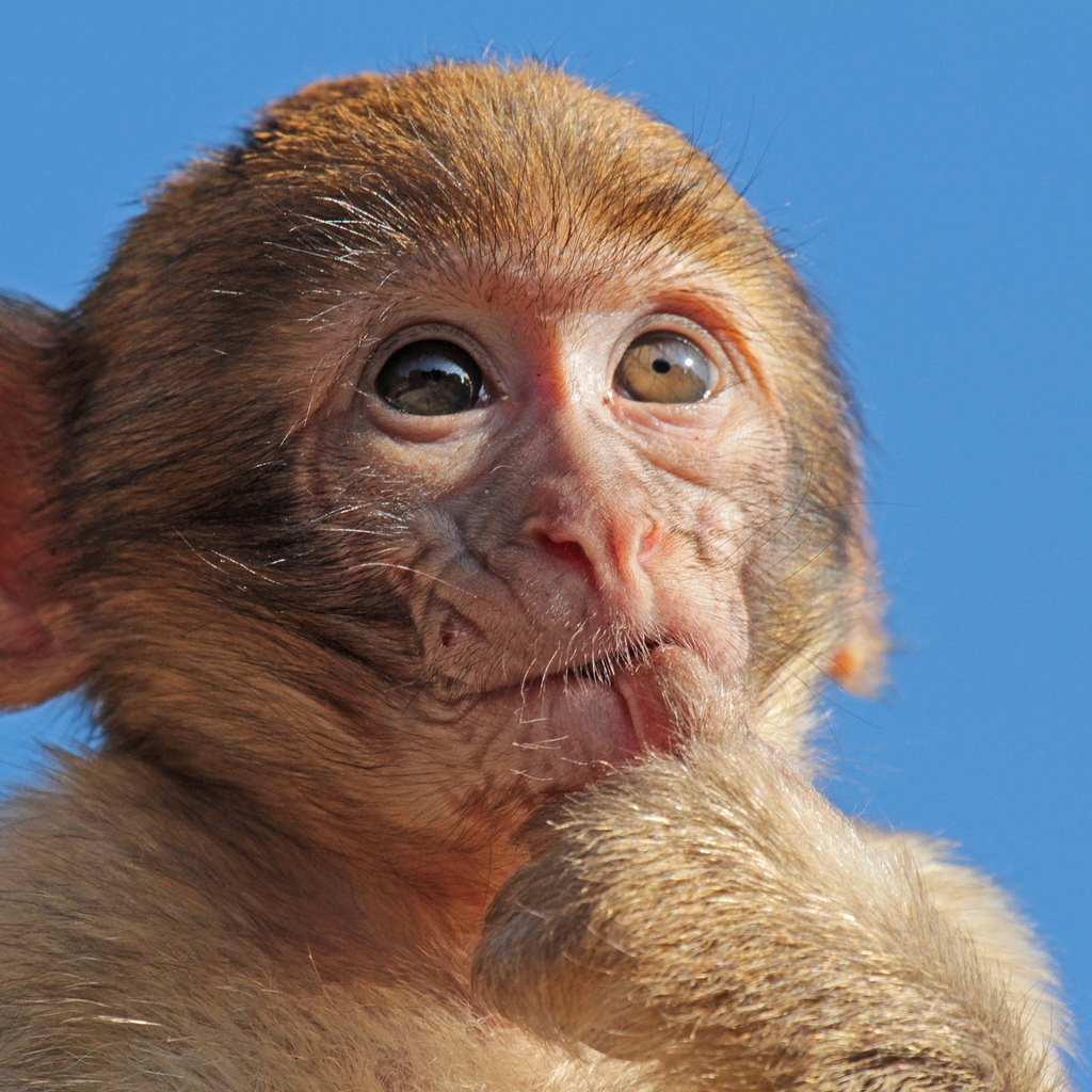 Macaque Monkey for 1024 x 1024 iPad resolution