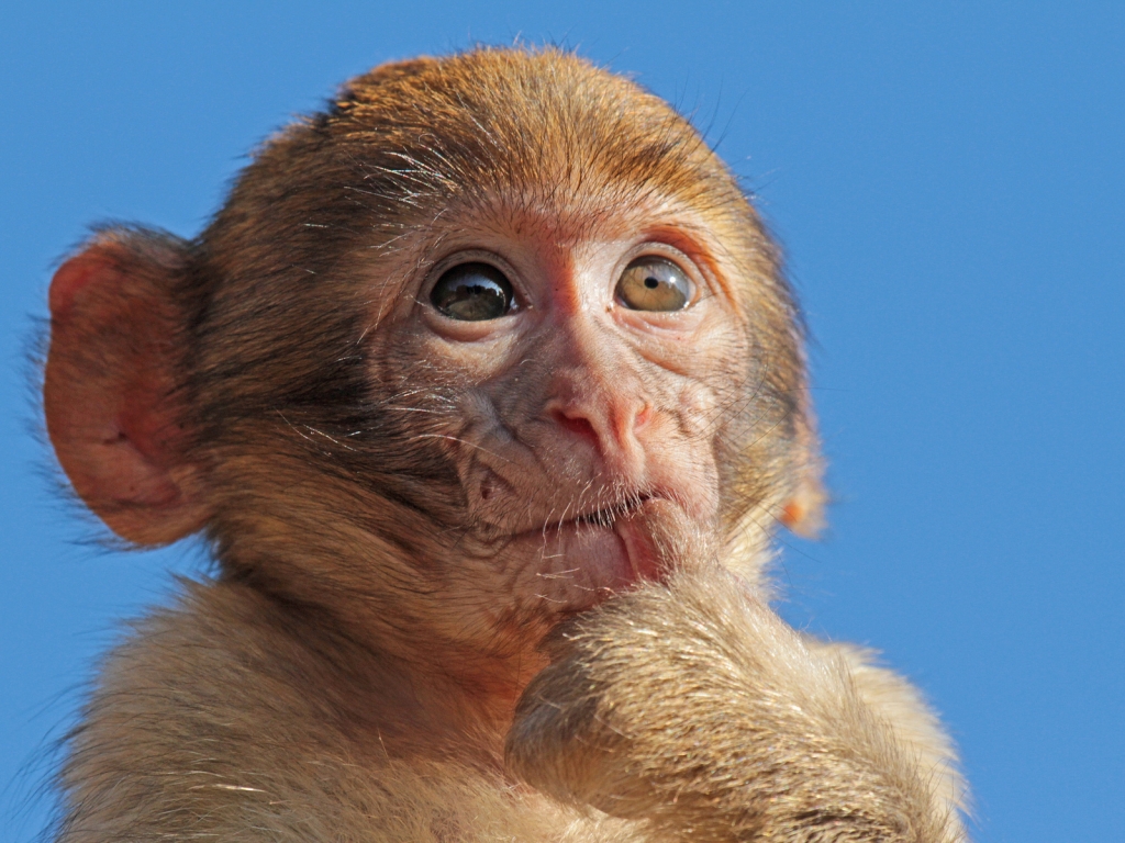 Macaque Monkey for 1024 x 768 resolution