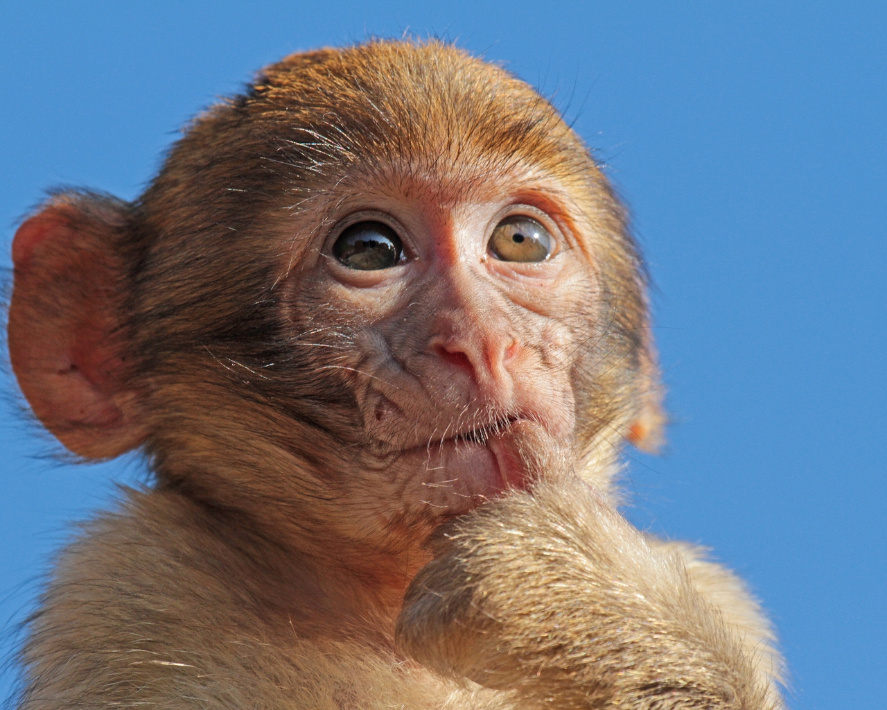 Macaque Monkey for 1280 x 1024 resolution