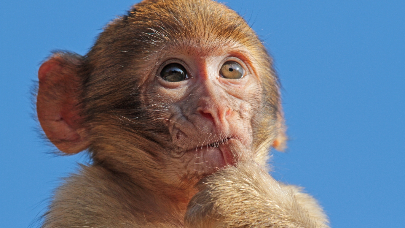 Macaque Monkey for 1366 x 768 HDTV resolution