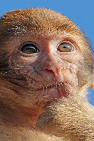 Macaque Monkey for 320 x 480 iPhone resolution
