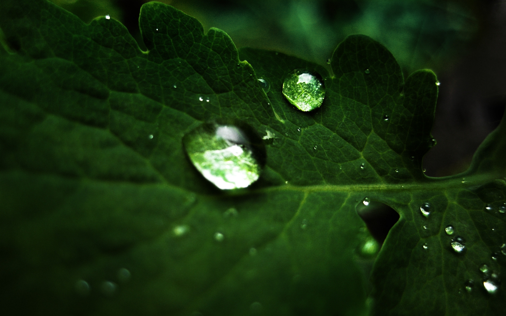 Macro Droplets for 1680 x 1050 widescreen resolution